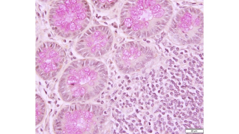 Azer Scientific Control SLIDE, Muci Carmine ESCS-124