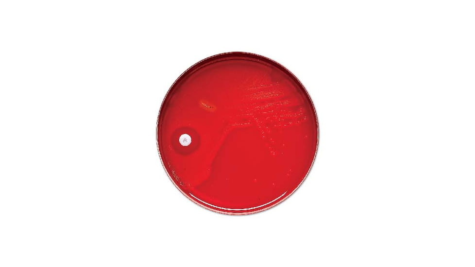 BD Antibiotics and AntimycoticsNorfloxacin to Vancomycin, BD Diagnostics 231047 Taxo P Disks