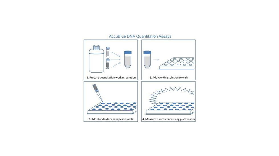 Biotium Hi Sensitivity Dsdna Quant Sol 31008-T, Unit EA