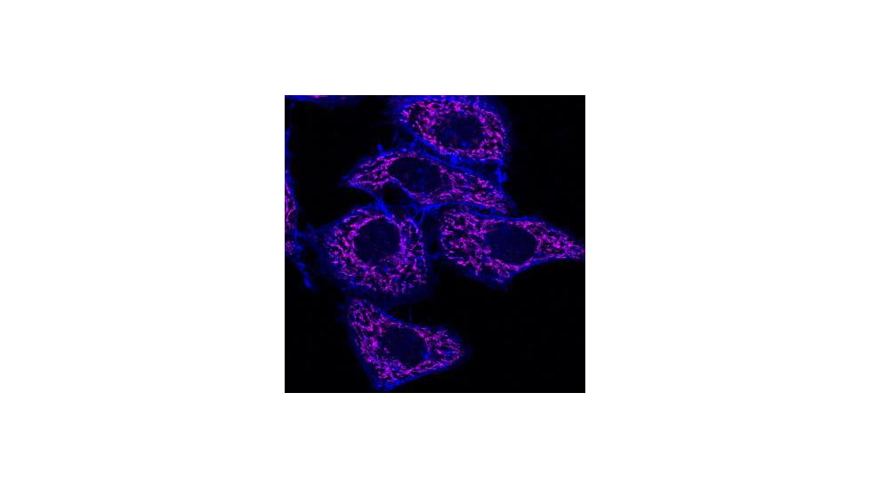 Biotium Cf640r Dk-x-rb Igg (h+l)2mg/ml 20178, Unit EA