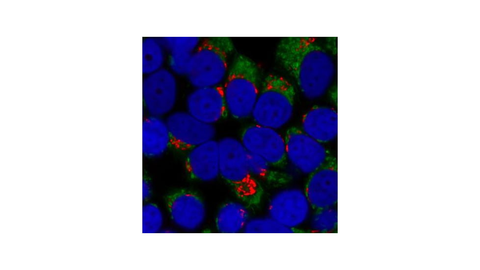 Biotium Cf640r Dk-x-rb Igg (h+l)2mg/ml 20178-1, Unit EA