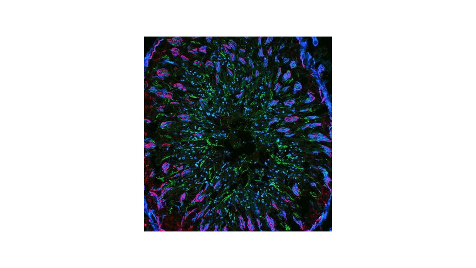 Biotium Cf405m Mix-n-stain (20-50 Ug) 92252, Unit EA