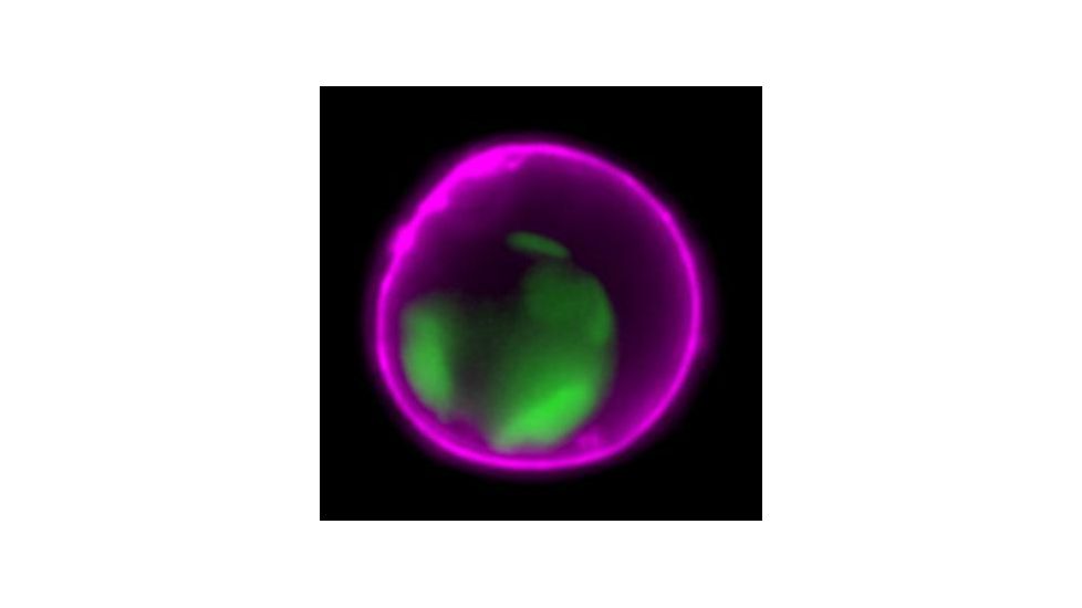 Biotium Annexin V Sulforhodamine 101 29002, Unit EA