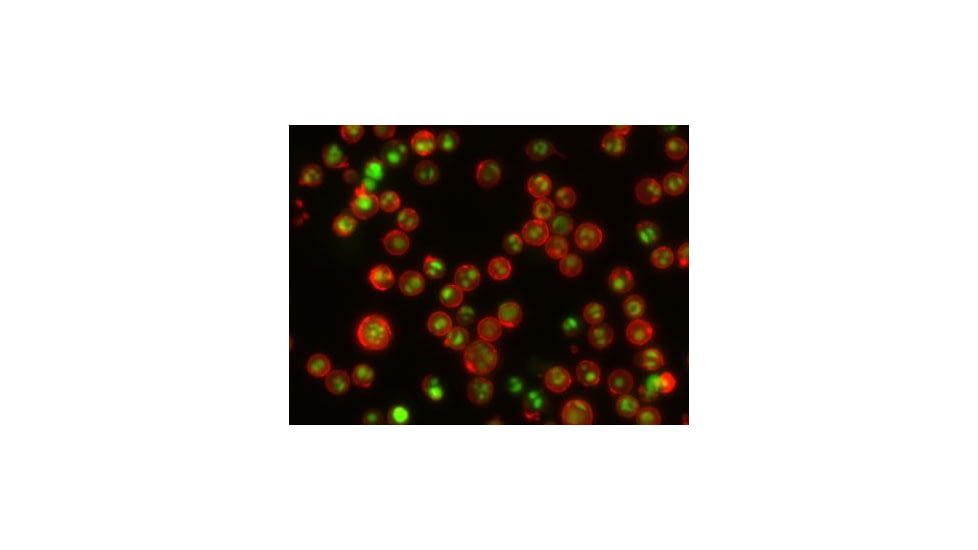 Biotium Annexin V Cf750 Conjugate 29006, Unit EA