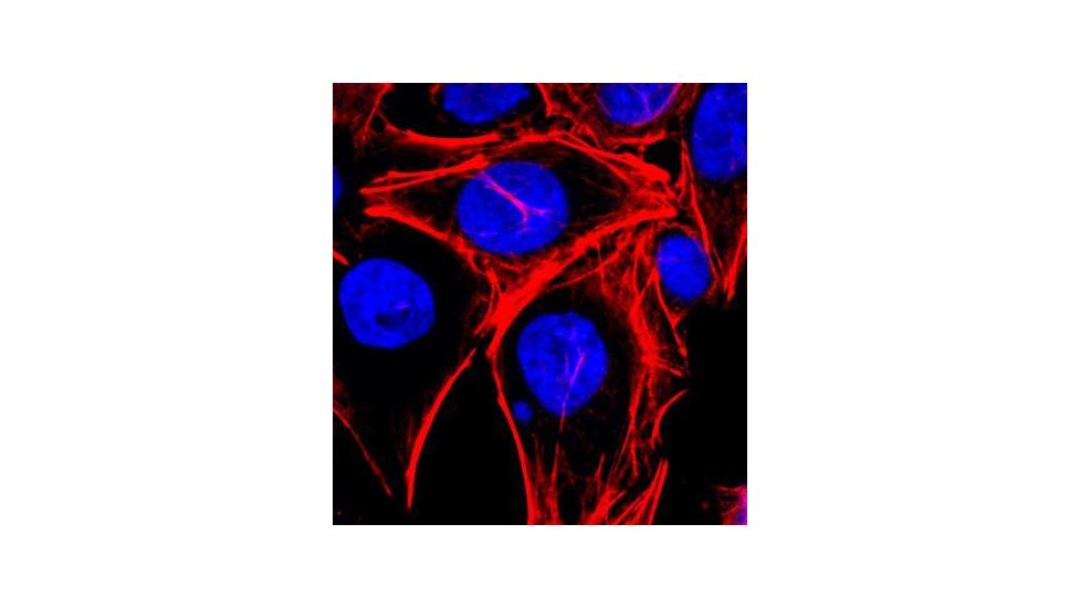 Biotium Phalloidin Cf633 Conjugate 00046, Unit EA