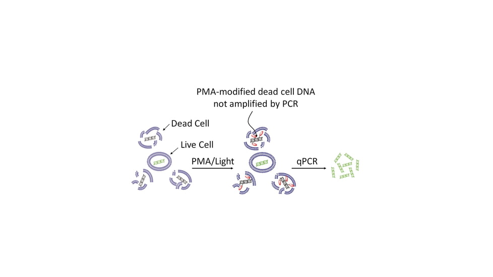 Biotium Pma 40013, Unit EA