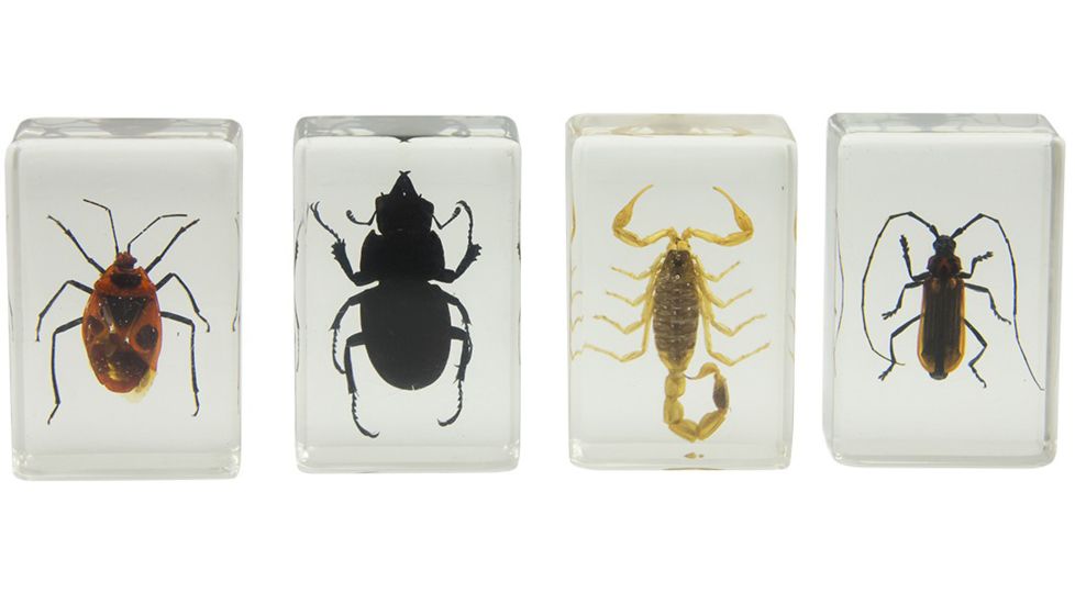 Celestron 3D Specimen Slide Kit #1, Clear 44407