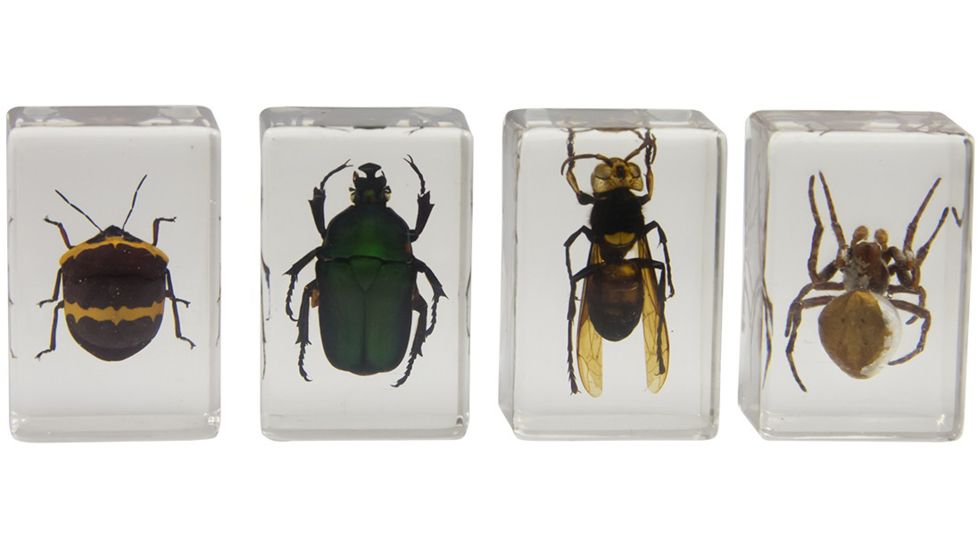 Celestron 3D Specimen Slide Kit #2, Clear 44408