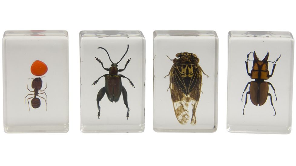 Celestron 3D Specimen Slide Kit #3, Clear 44409