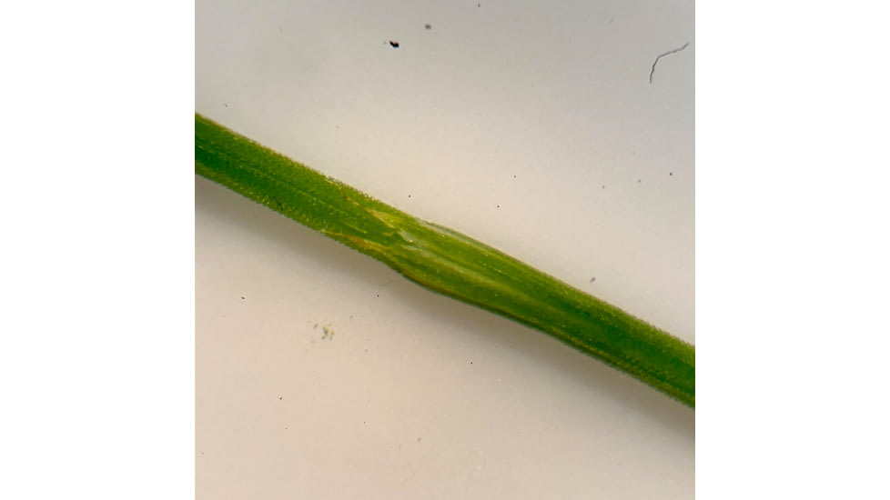 Celestron Labs S10-60 Stereo Microscope,10x,20x Eyepieces,Two Sets of Objective Lenses,1x,3x 44208