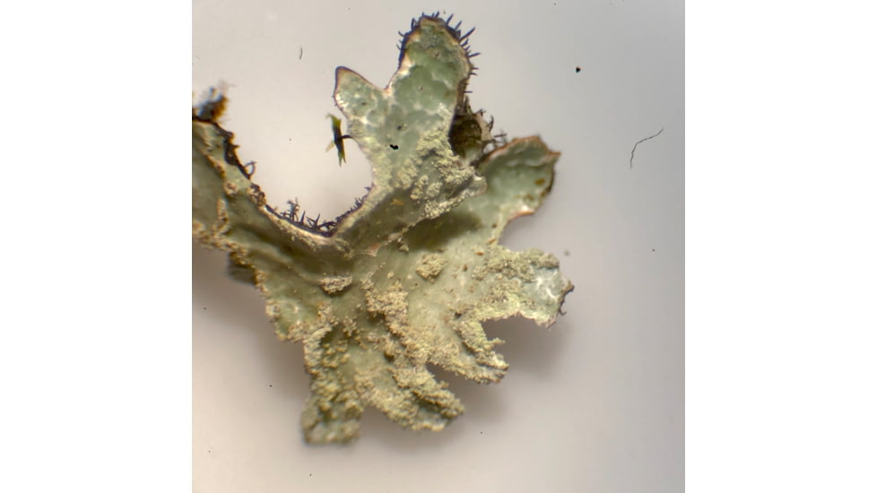 Celestron Labs S10-60 Stereo Microscope,10x,20x Eyepieces,Two Sets of Objective Lenses,1x,3x 44208