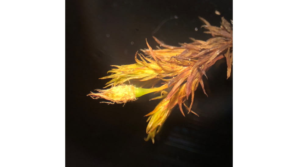 Celestron Labs S10-60 Stereo Microscope,10x,20x Eyepieces,Two Sets of Objective Lenses,1x,3x 44208