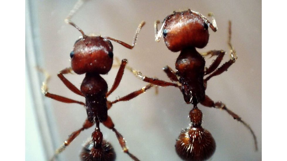 Celestron MicroDirect 1080p HD Handheld Digital Micro, Black, 44316