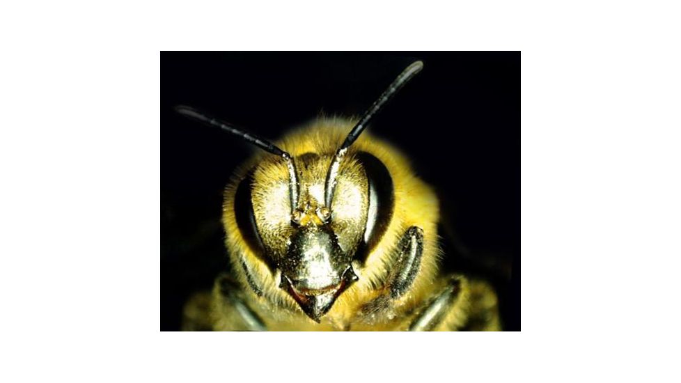 Celestron MicroDirect 1080p HD Handheld Digital Micro, Black, 44316