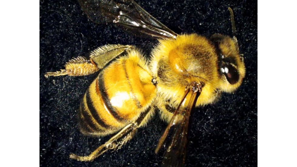 Celestron MicroDirect 1080p HD Handheld Digital Micro, Black, 44316