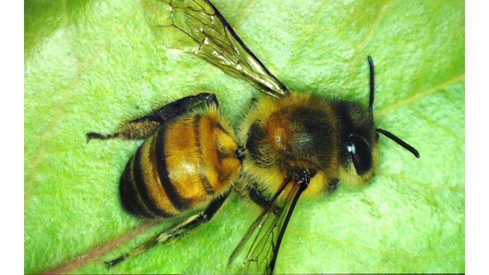 Celestron MicroDirect 1080p HD Handheld Digital Micro, Black, 44316