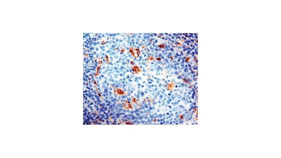 Diagnostic Biosystems CD68 Macrophage Rtu Mab PDM 065