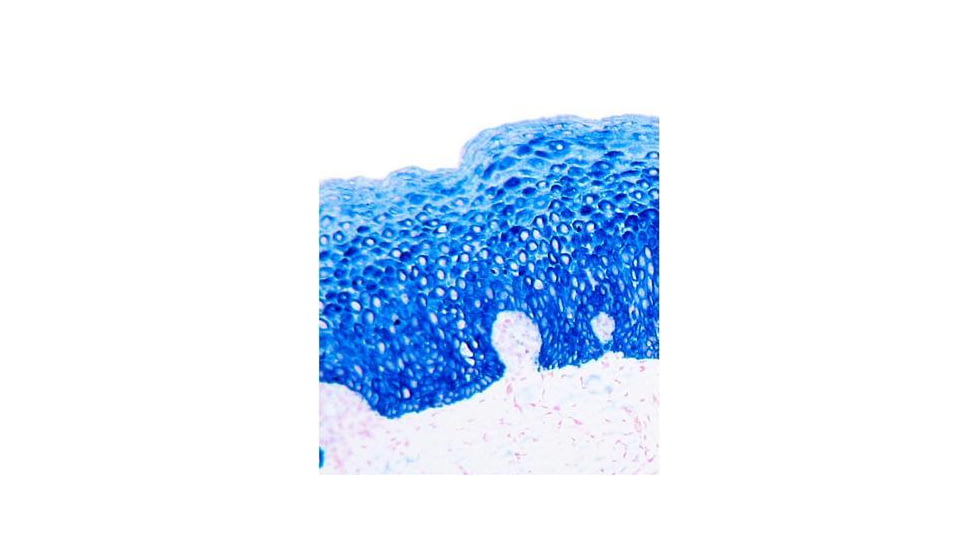 Diagnostic Biosystems PERMABLUE/AP K 051