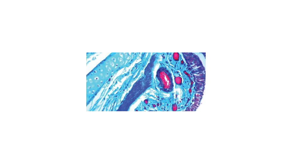 Diagnostic Biosystems Trichome MASSONS Kit 100RXN KT 034