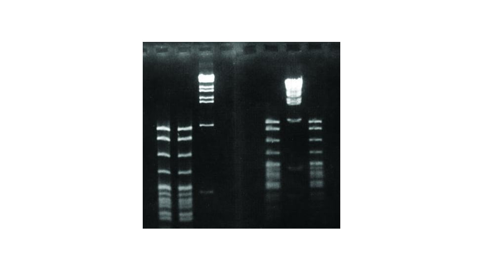 Diversified Biotech SYNERGEL-100GM Agarose ADD. SYN100