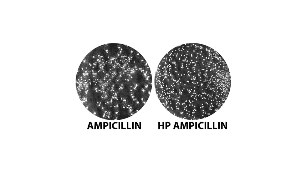 G-Biosciences Ampicillin 1000x 5 X 1ml GD-6060, Unit EA