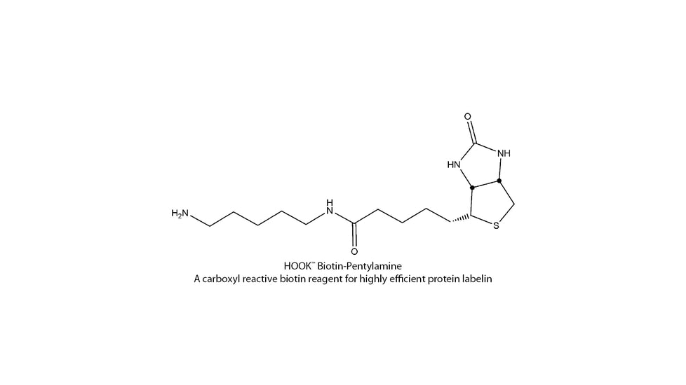 G-Biosciences Biotin Pentylamine Kit 10rxn BS-15, Unit PK