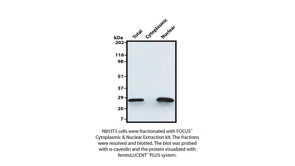G-Biosciences Hrp Detection Rabbit 1000cm2 786-09-R39, Unit EA