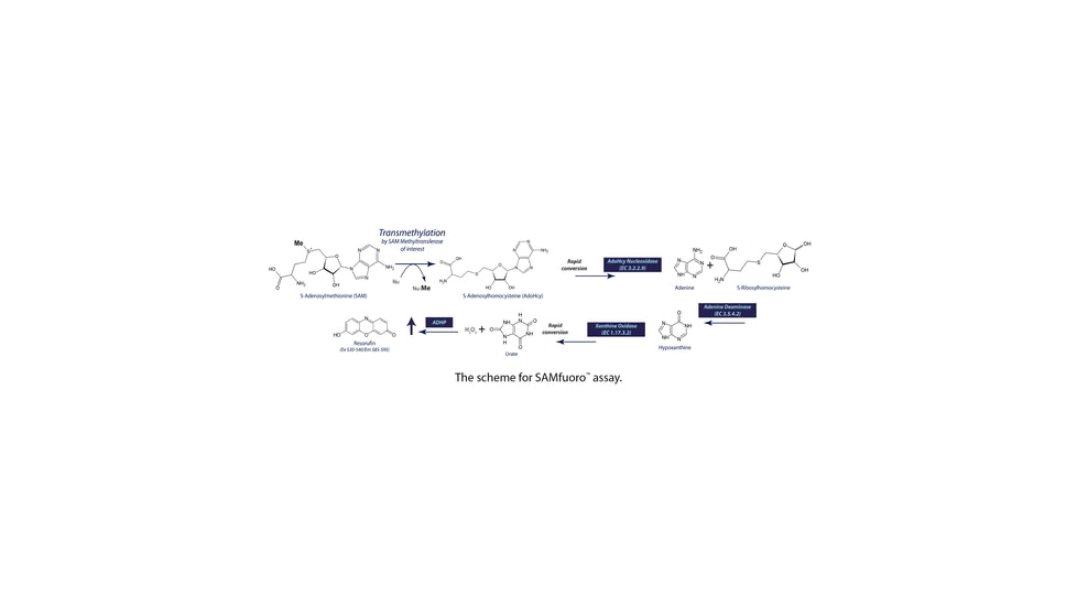 G-Biosciences Methyltransferase Asay3 100rxn 786-431, Unit EA