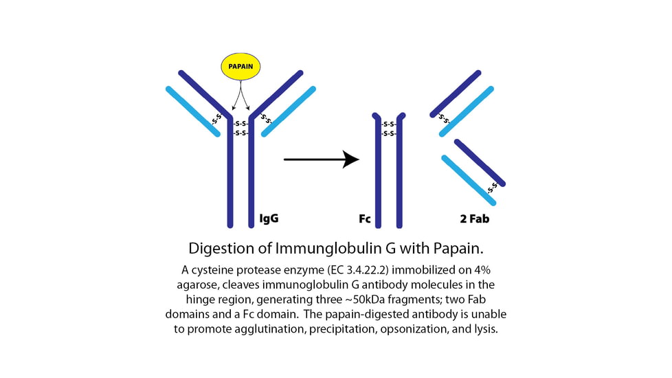 G-Biosciences Papain Immobilized 5ml Resin 786-790, Unit EA