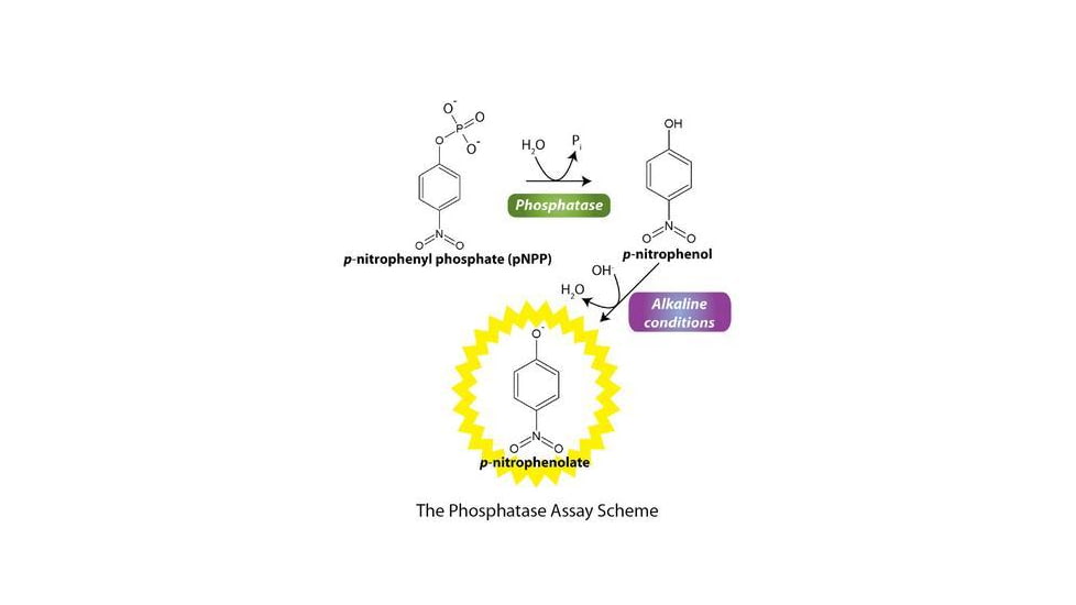 G-Biosciences Phosphatase Assay 1000 Assays 786-453