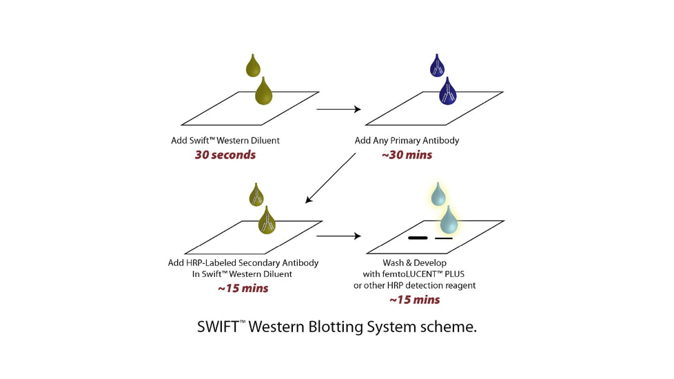 G-Biosciences Western Diluent 125ml 786-679, Unit EA